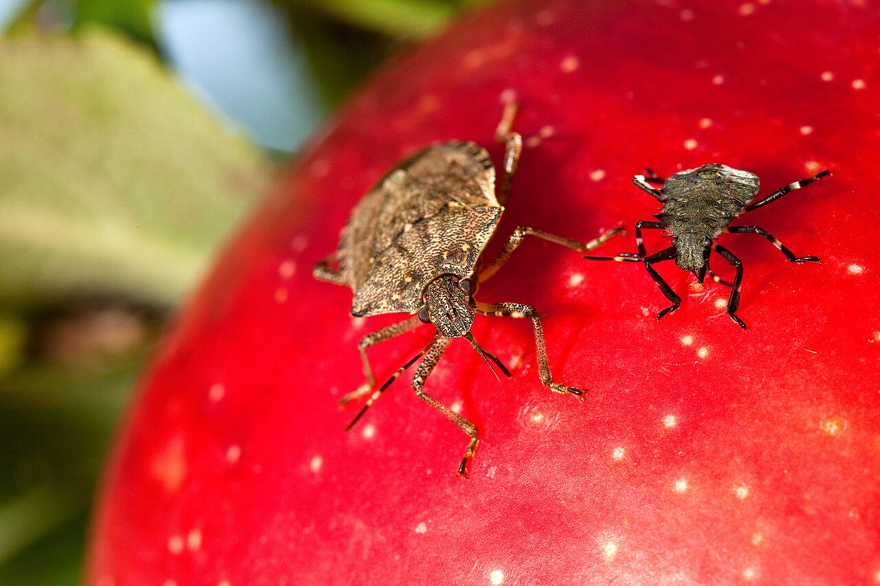 カメムシの成虫と幼虫のクローズアップ