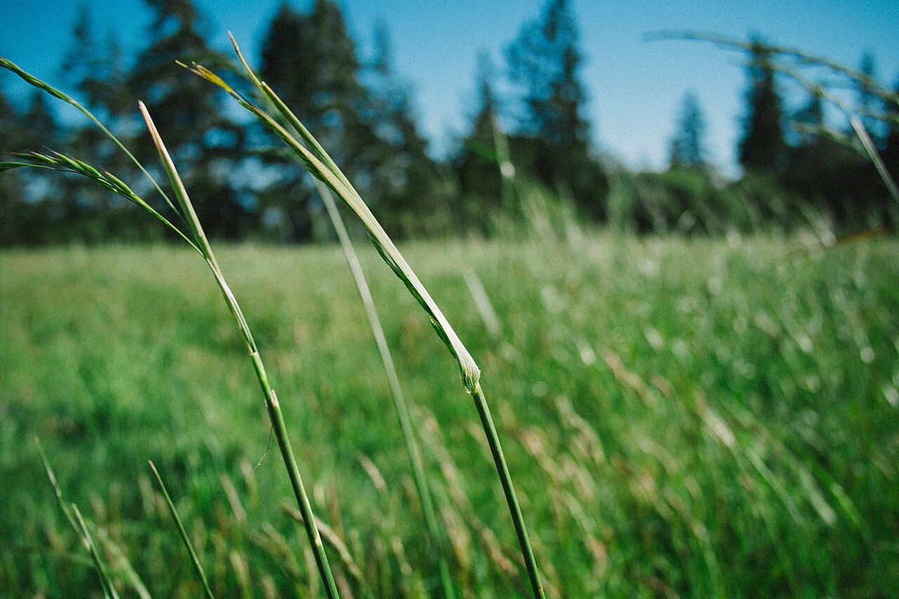 夏の背の高い草むら
