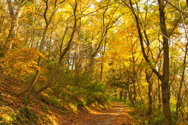 紅葉に包まれた秋の登山道