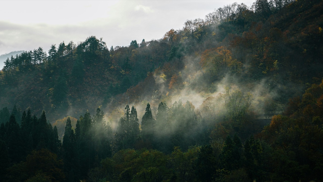 朝もやが漂う樹林の山肌